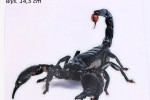 Naklejka PVC Scorpion  Uniwersalna Wodoodporna