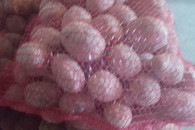 Ziemniaki jadalne Bellarosa