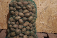 Ziemniaki sadzeniaki QUEEN ANNE