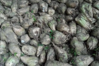 Buraki pastewne