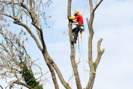 Wycinka drzew, karczowanie  działek, podnośnik