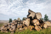sprzedam drewno liściaste w kłodach