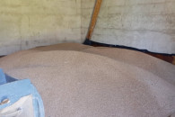 Sprzedam pszenice Euforia i pszenżyto Belcanto