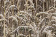 Pszenżyto ozime Liborius