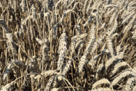 Pszenica ozima Kariatyda