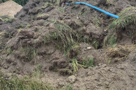 Darń z ziemią 180 zł kurs