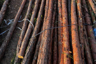 Stemple drewniane budowlane