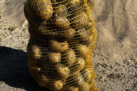 Ziemniaki jadalne Melody