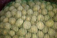 Sadzeniaki Mazur