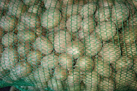 Sadzeniaki Irga