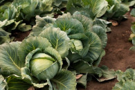 SPRZEDAM KAPUSTĘ PASZOWĄ!!!