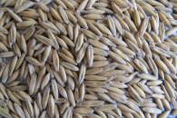 Sprzedam owies Bingo