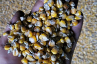 Kukurydza sucha, możliwość zmielenia