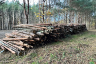 Drzewo na sprzedaż - 200 zł / m3