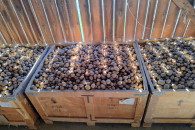 Ziemniaki odpadowe Tajfun