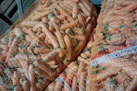 Marchew paszowa odpadowa