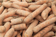 Marchew jadalna i paszowa