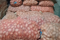 Ziemniaki Queen Anna kal jak sadzeniak