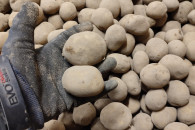 Sprzedam ziemniaki Tajfun Jurek kaliber 35-45