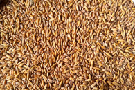 Mieszanka zbożowa Jara