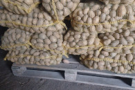 Sadzeniak Jurek i Queen Anna