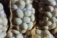 Ziemniaki jadalne i paszowe Soraya