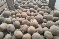 Kiełkowane ziemniaki Riviera