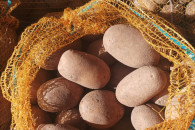 Ziemniaki Queen Anne