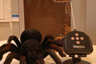 TARANTULA zdalnie sterowana