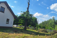 DĄB TARTACZNY