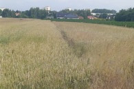 Działki ul d .roga Jeziorska SIERADZ