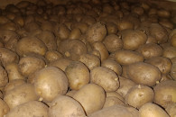 Sprzedam ziemniaki Colomba